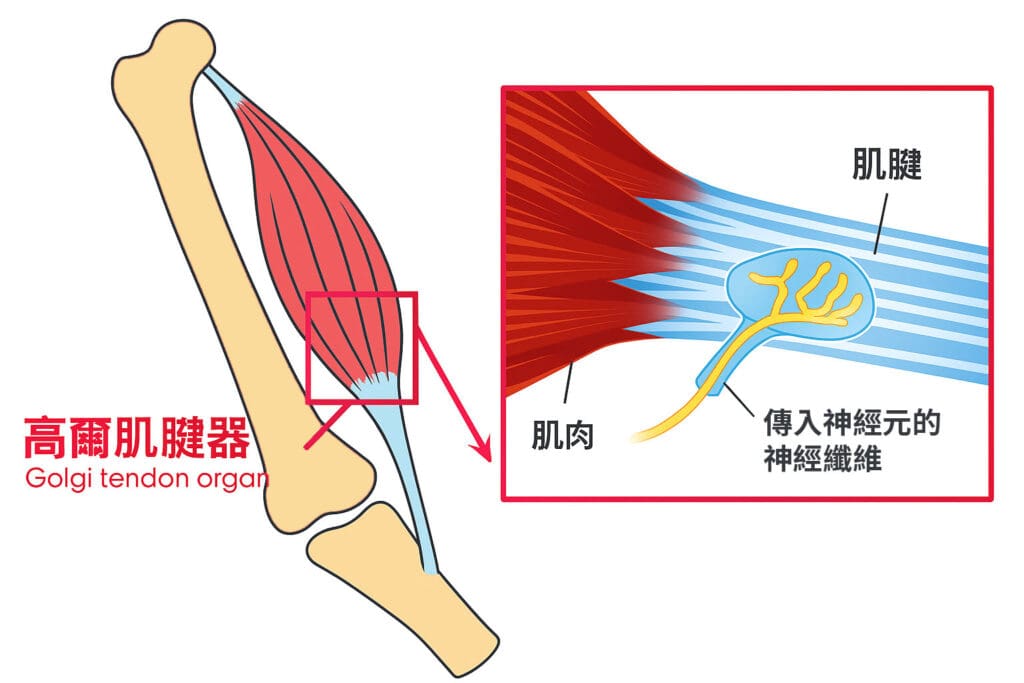 高爾基腱器位置