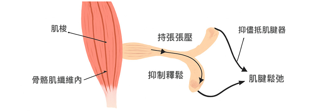 肌梭 vs 高基氏肌腱器功能比較反射原理與中頻機復健角色